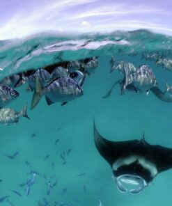 Alternative view of Patravi ScubaTec Maldives